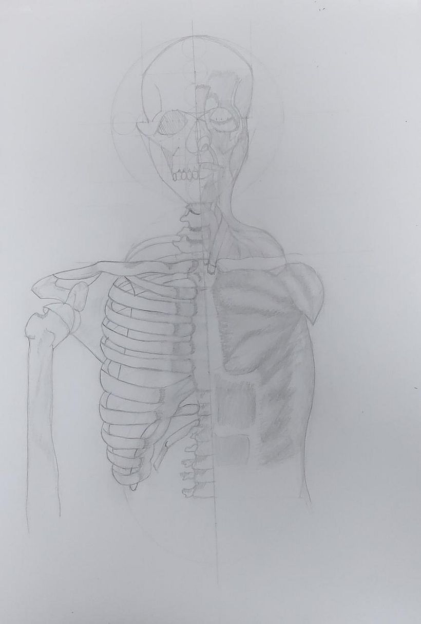 Mi Proyecto del curso: Dibujo anatómico para principiantes 1
