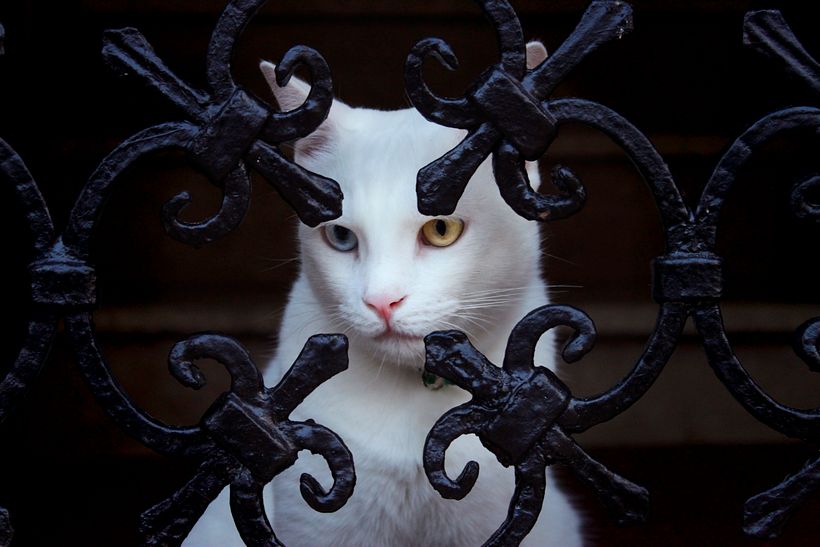 Gato callejero con heterocromía en Venecia