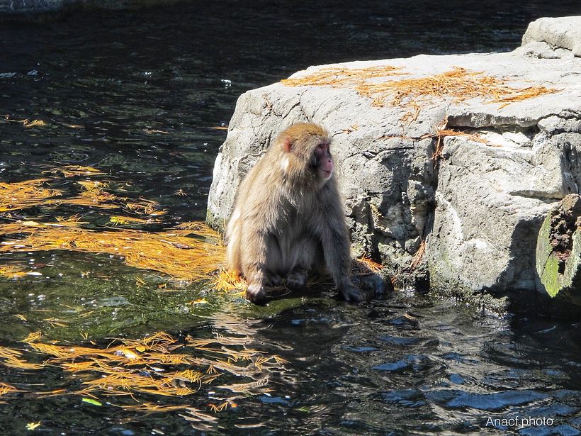 Snow monkey esperando por la nieve