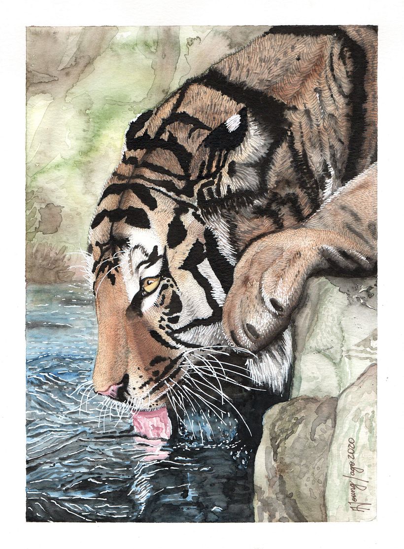 PROYECTO FINAL_TIGRE TOMANDO AGUA 1