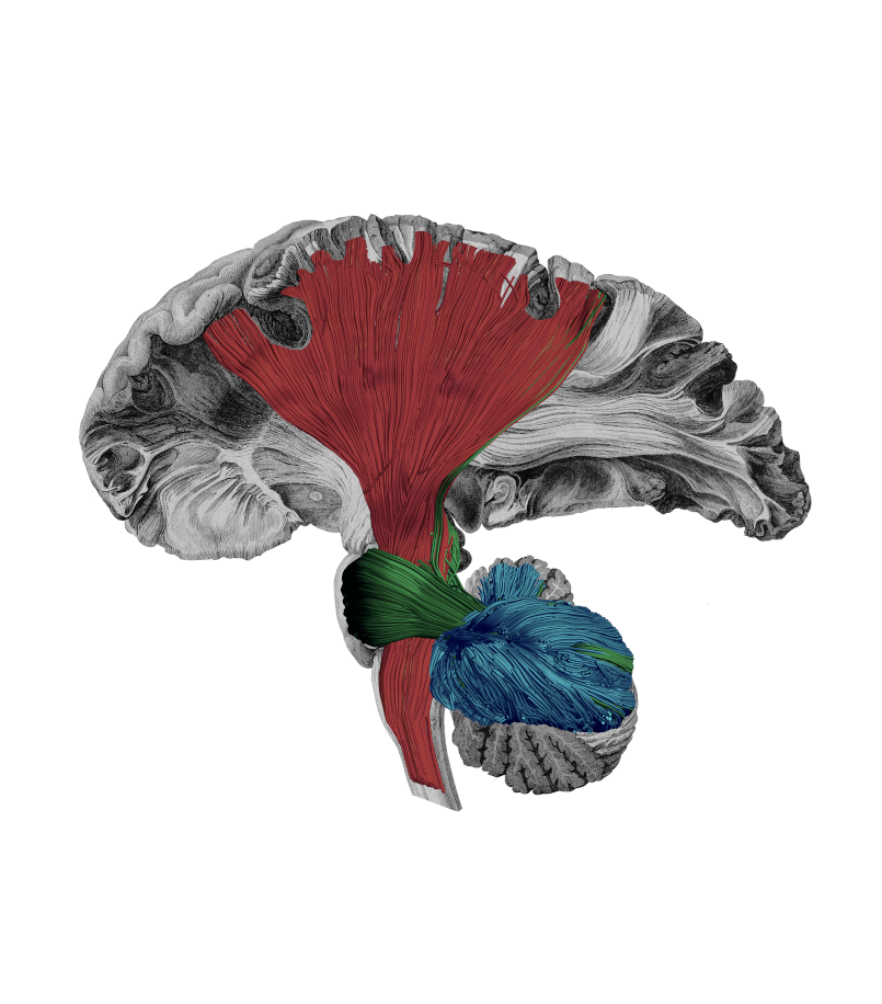 Motor White Matter Networks of the Human Brain, Sanja Budisavljevic