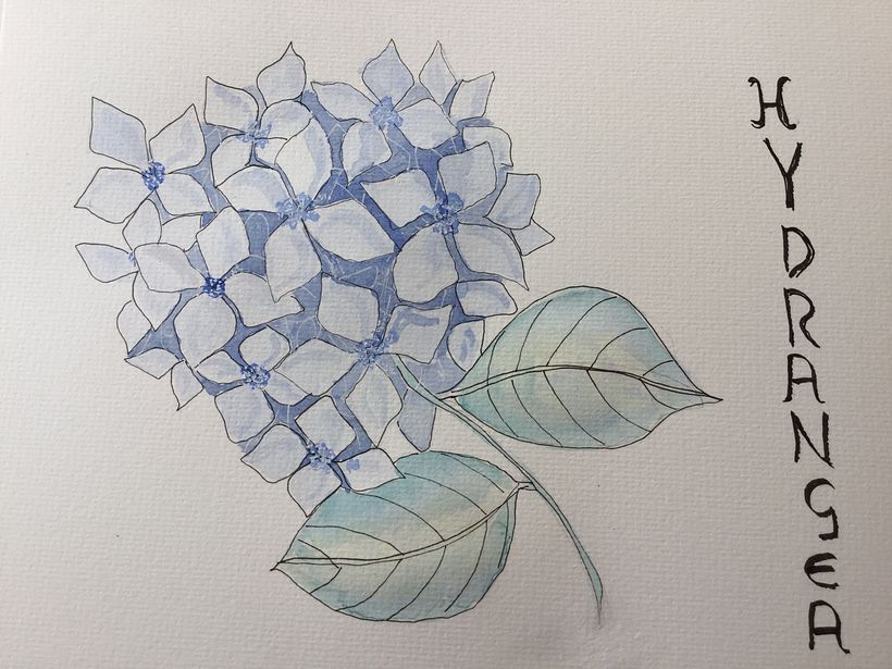 My project in Botanical Illustration with Watercolors course 0