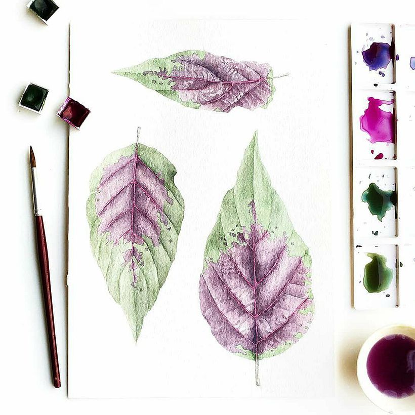 Aquarelas para TexPrima - Traditionelle Illustration