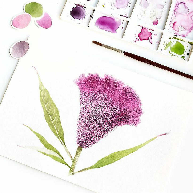 Aquarelas para TexPrima - Traditionelle Illustration