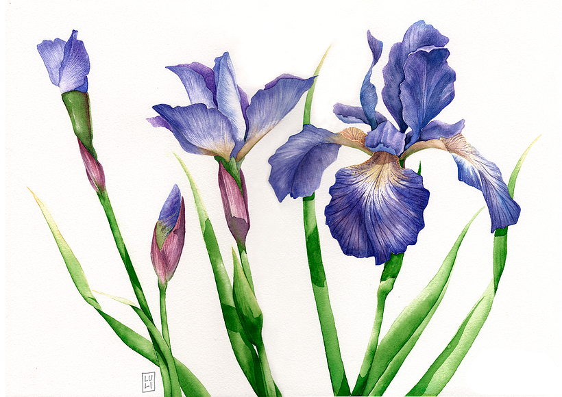 Aquarelas Florais 5