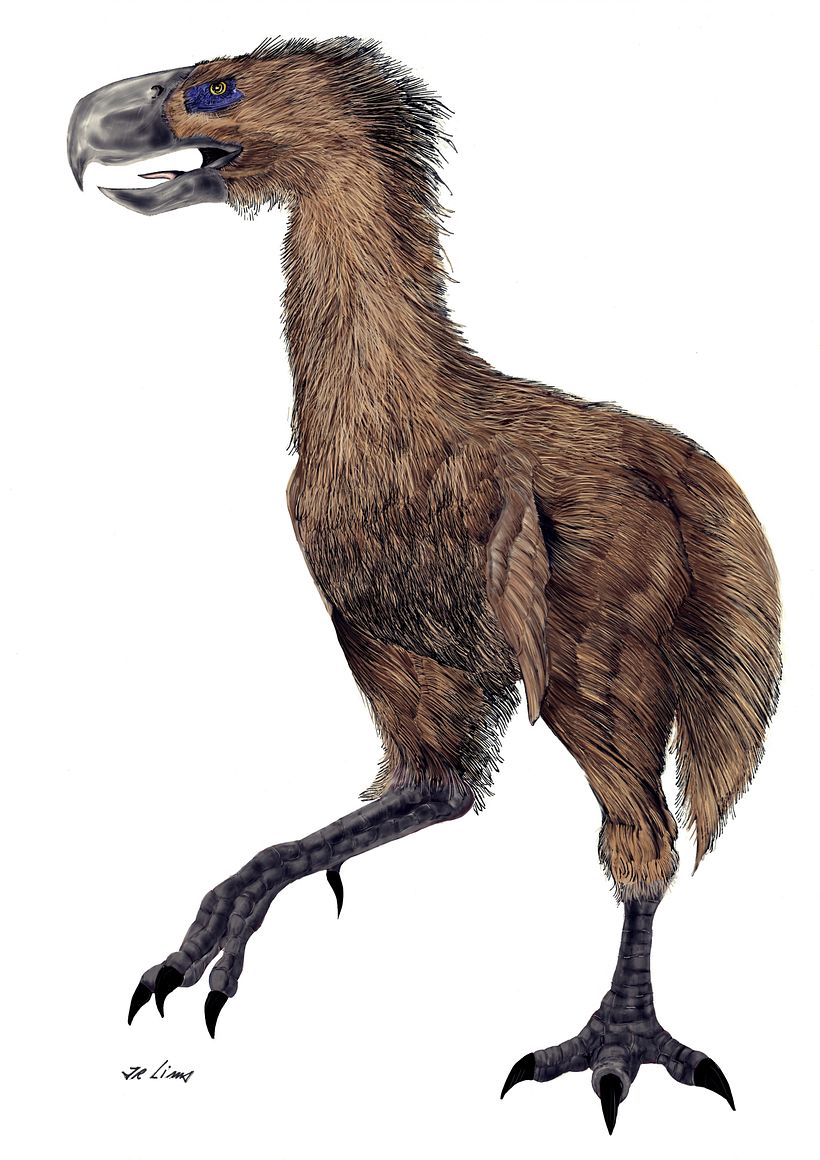 Paraphysornis brasiliensis - Terror Bird 0