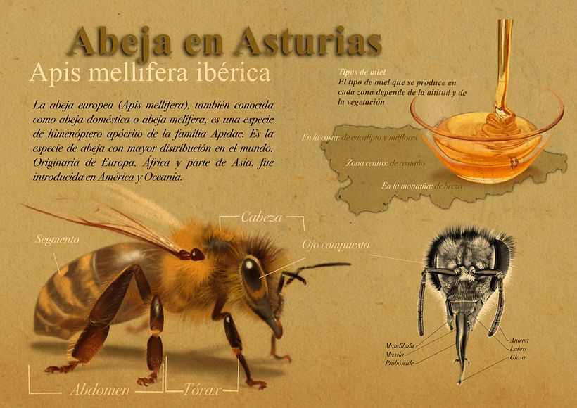 Mi Proyecto del curso: Ilustración naturalista de animales con Procreate 0