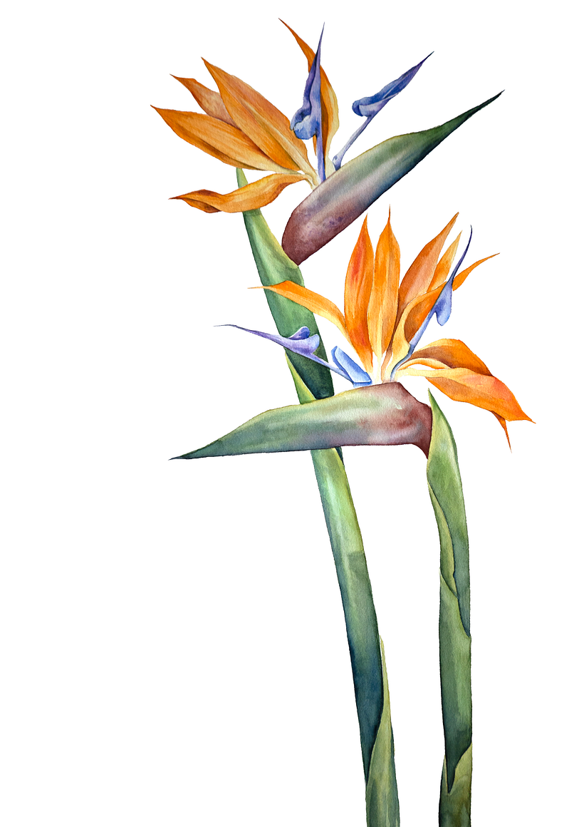 Aquarelas Florais 0