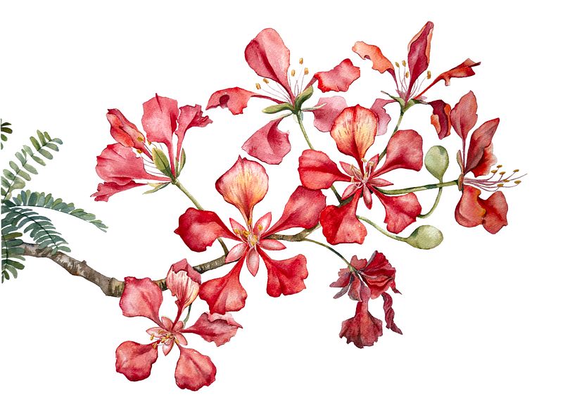 Aquarelas Botânicas 3