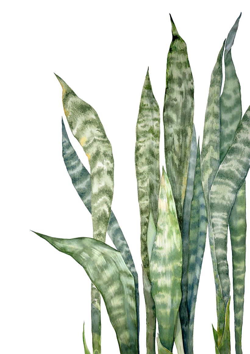 Aquarelas Botânicas 4