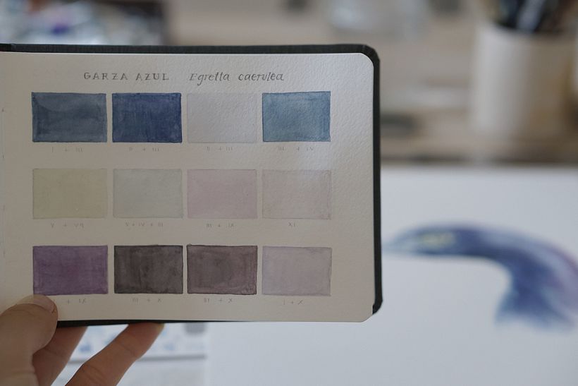 Estudios en Acuarela de una Garza Azul - Watercolor Studies of a Blue Egret 6