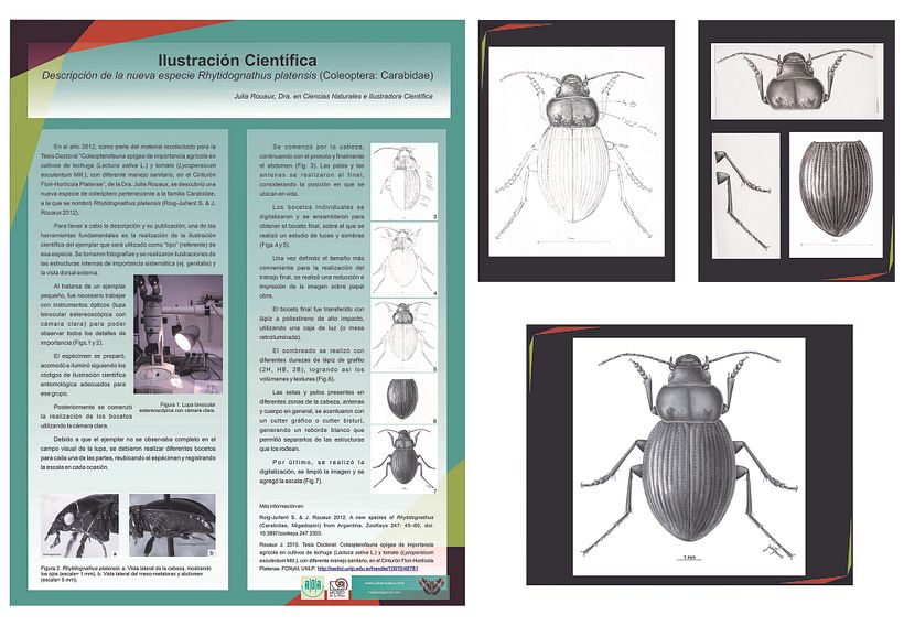 Póster informativo sobre el proceso de la ilustración científica de la nueva especie. 