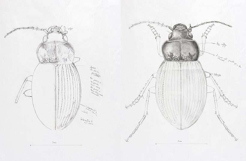 Bocetos realizados bajo lupa binocular estereoscópica (Museo de La Plata, División Entomología)