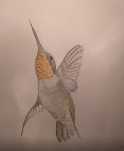 Colibrí de Garganta Roja