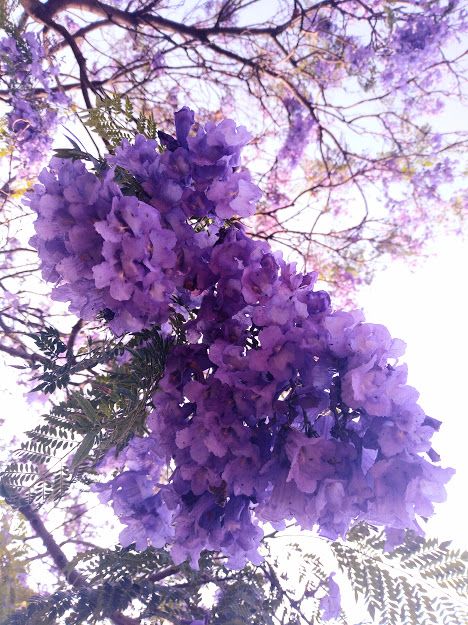Morado