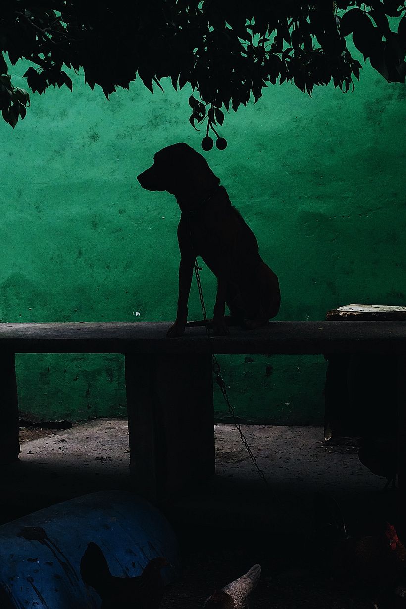 El Viejo Jarocho 0