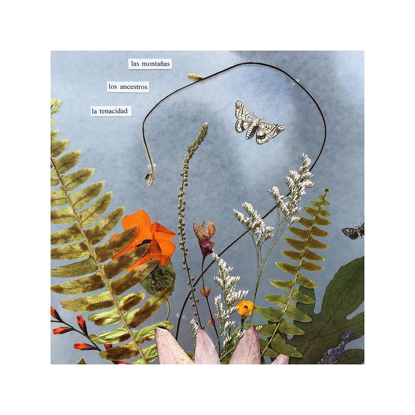 Composición botánica con plantas prensadas. 28x33 cm. Para cliente 2020