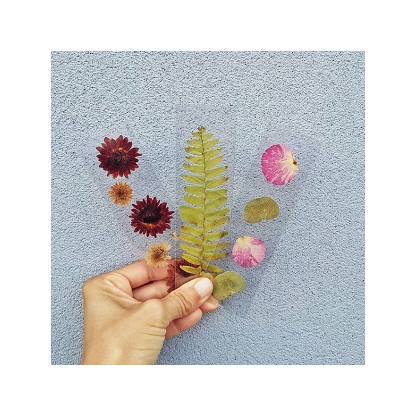Separa hojas en acetato con plantas prensadas. Happy Green Family.