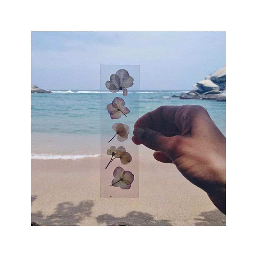 Separa hojas en acetato con plantas prensadas. Happy Green Family.
