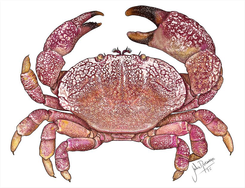 Trabajo final, cangrejo braquiuro (Etisus sp.).