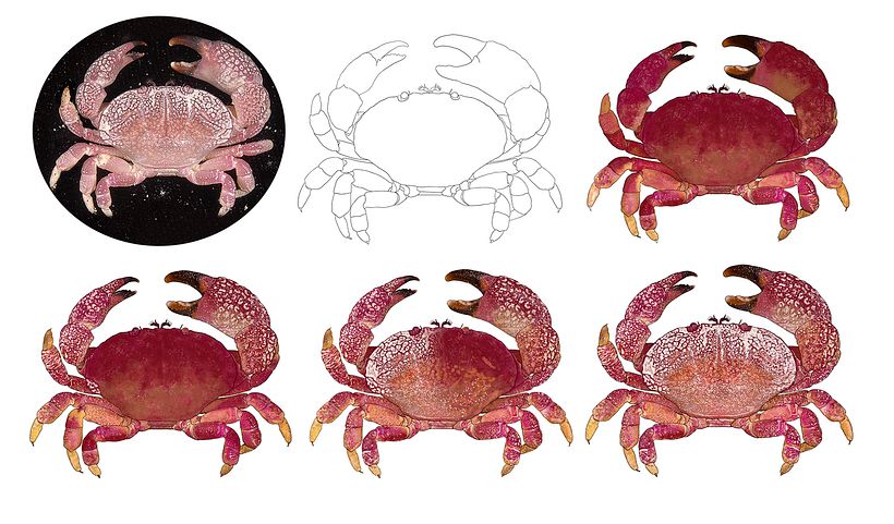 Fotografía principal de referencia, boceto lineal y diferentes pasos en la realización de la ilustración. 