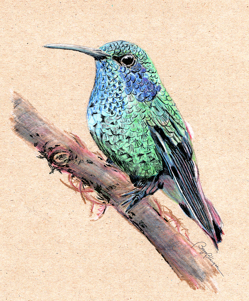 Colibrí 0