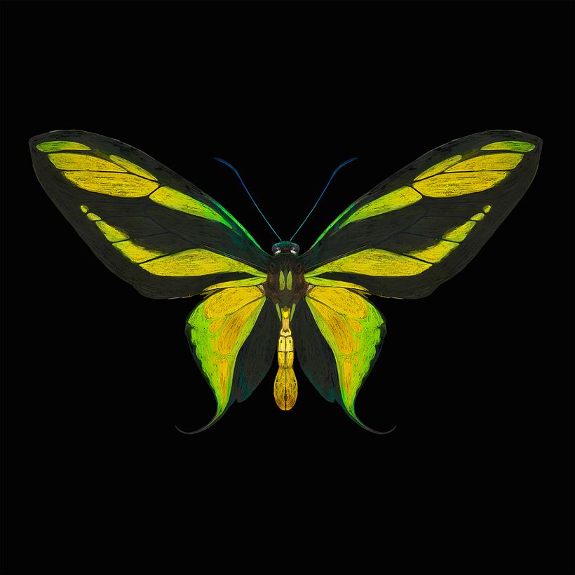 Ornithoptera paradisea 