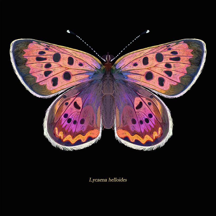 Lepidoptera - Ilustración tradicional