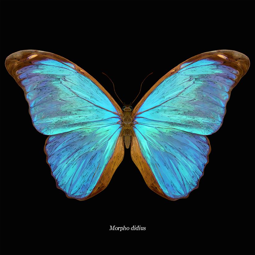 Lepidoptera - Ilustración tradicional