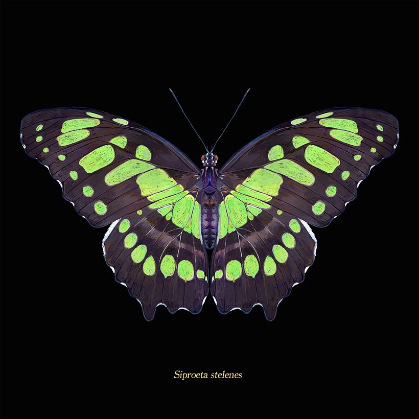 Lepidoptera - Ilustración tradicional