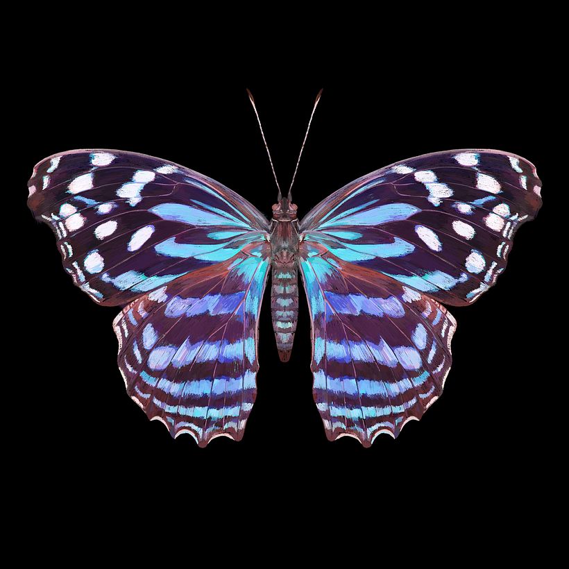 Lepidoptera - Ilustración tradicional