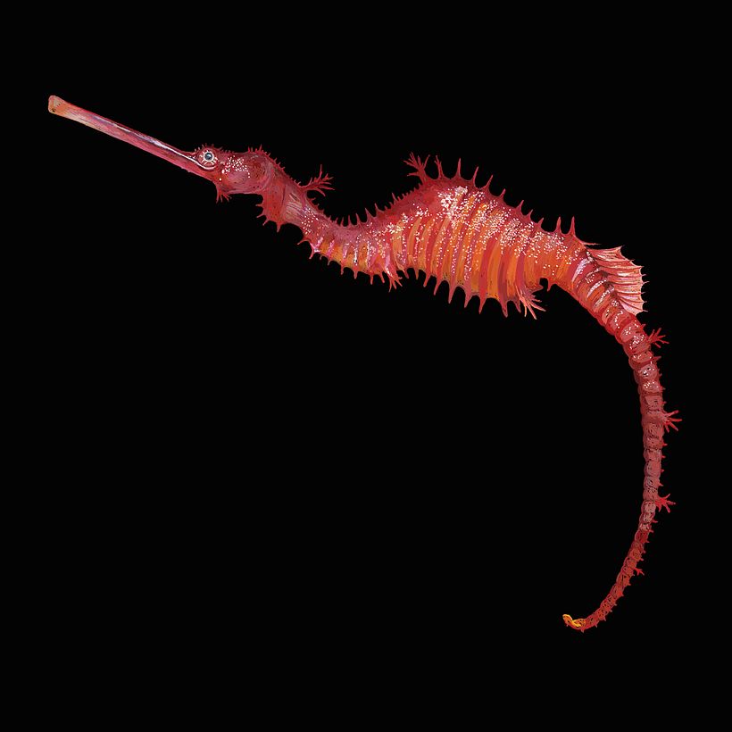 ACUA 2
