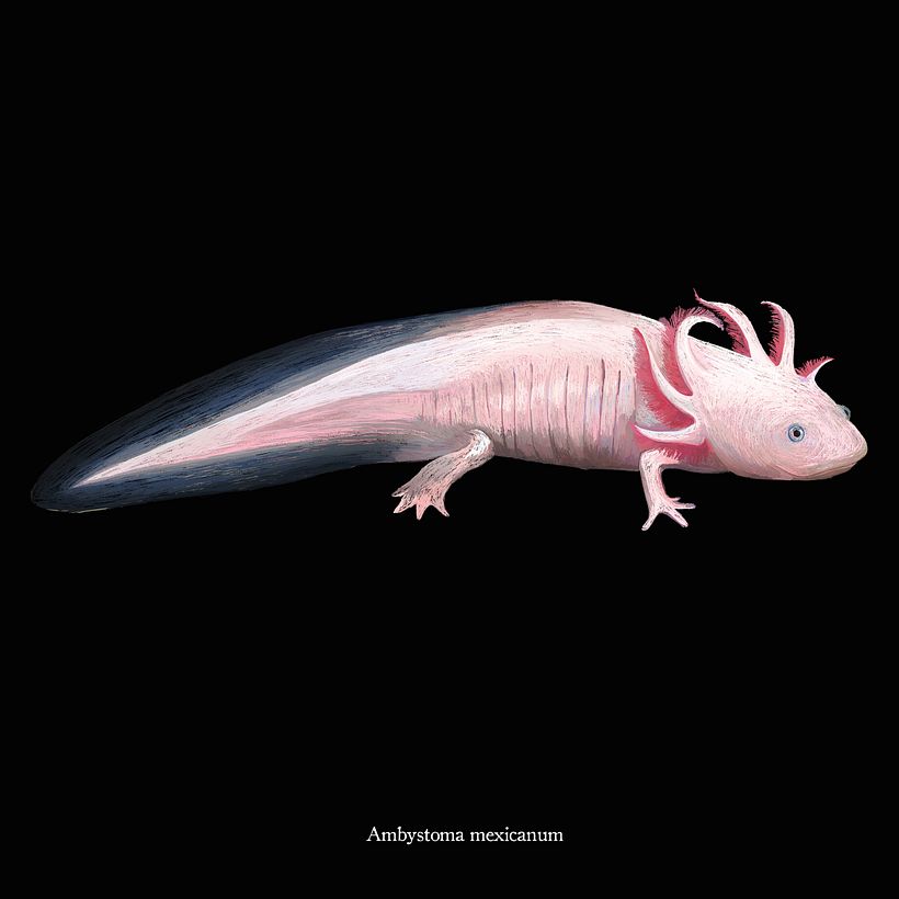 ACUA 7