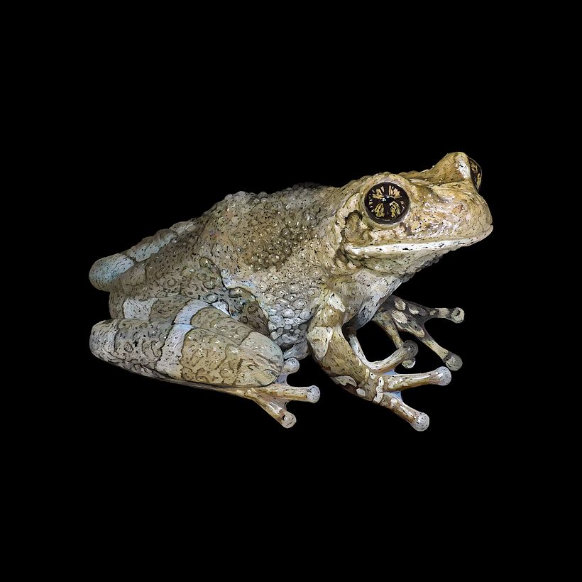 Atlas de especies de la isla de Cozumel 5
