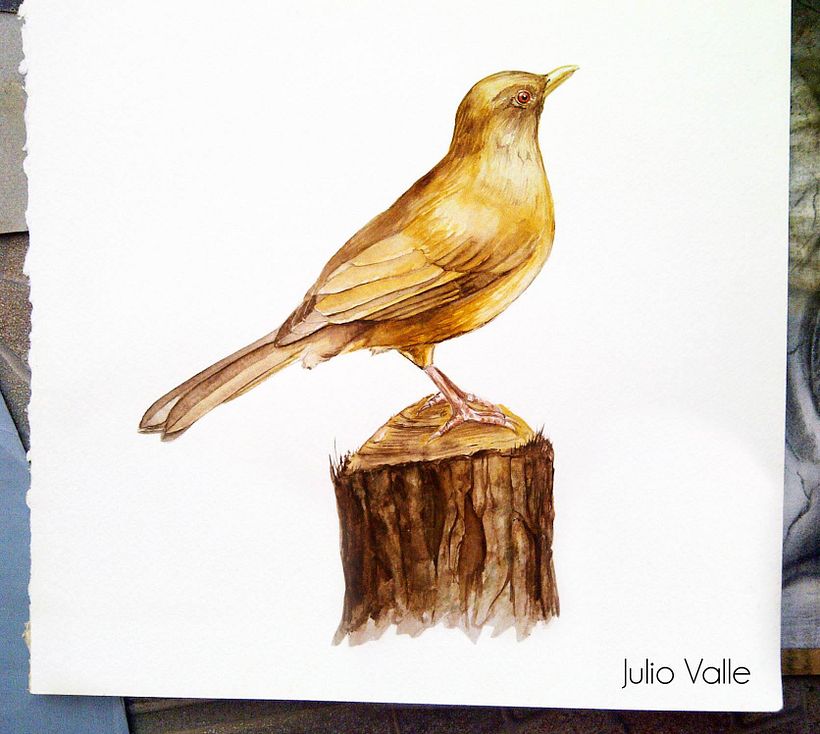 Acuarela, propuesta para proyecto sobre aves para Arboretum de la Universidad Francisco Marroquín en Guatemala