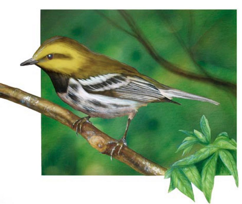 Aerógrafo parte de propuesta para proyecto sobre aves para Arboretum de la Universidad Francisco Marroquín en Guatemala