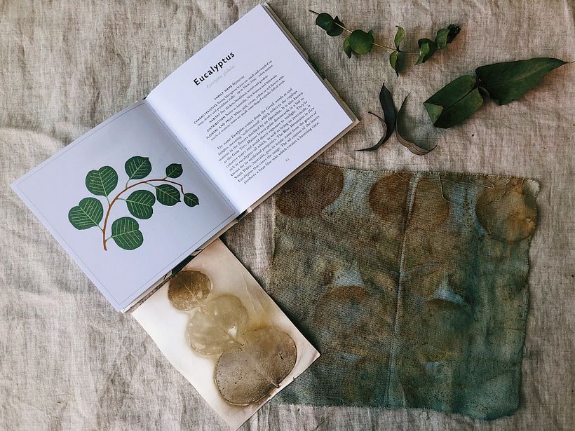 Experimentos con hojas de eucalipto e indigo /Experiments with eucalyptus and indigo leaves
