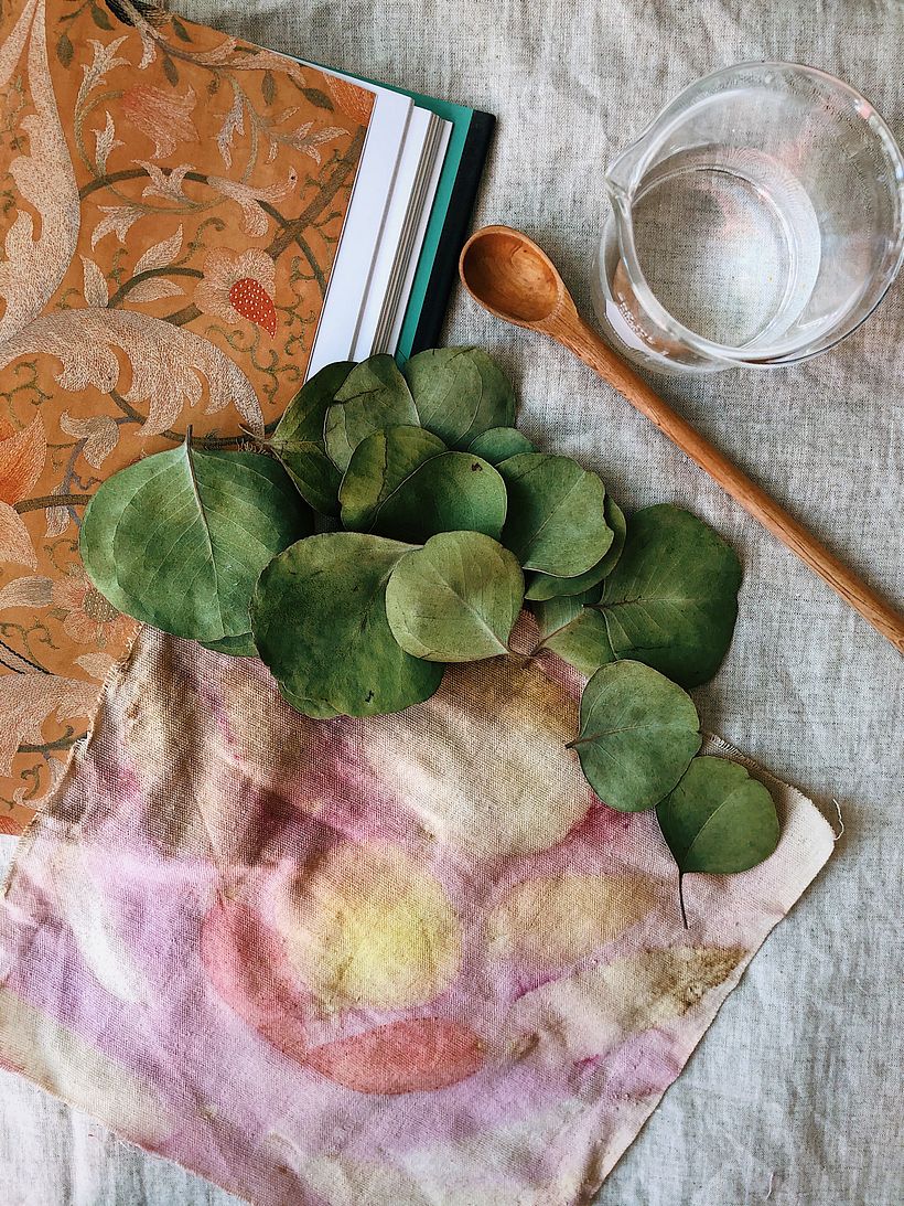 Hojas de eucalipto con rubia / Eucalyptus leaves with blond