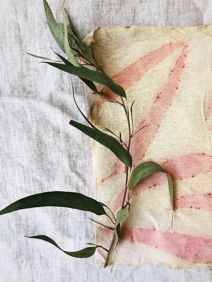 Hojas de eucalipto / Eucalyptus leaves