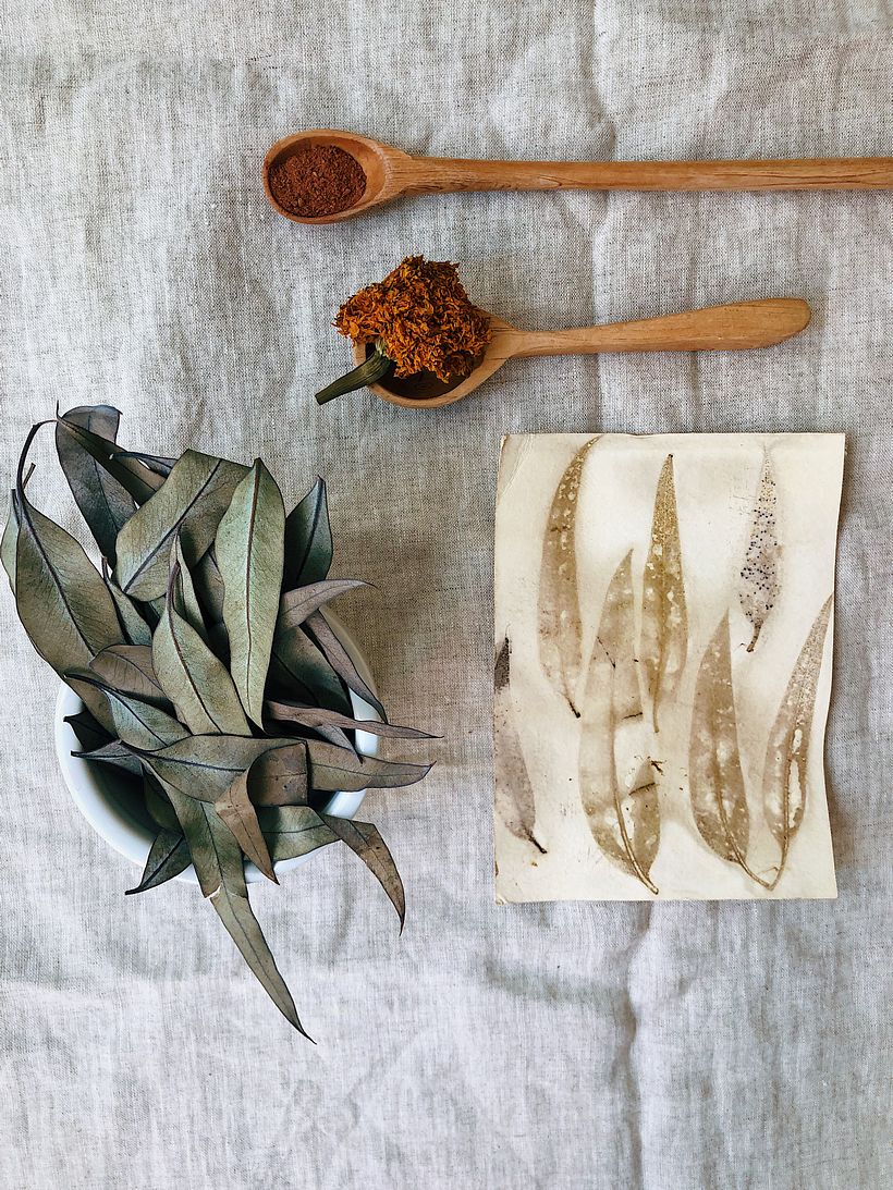 Eucalipto en papel con sulfato ferroso / Eucalyptus on paper with ferrous sulfate