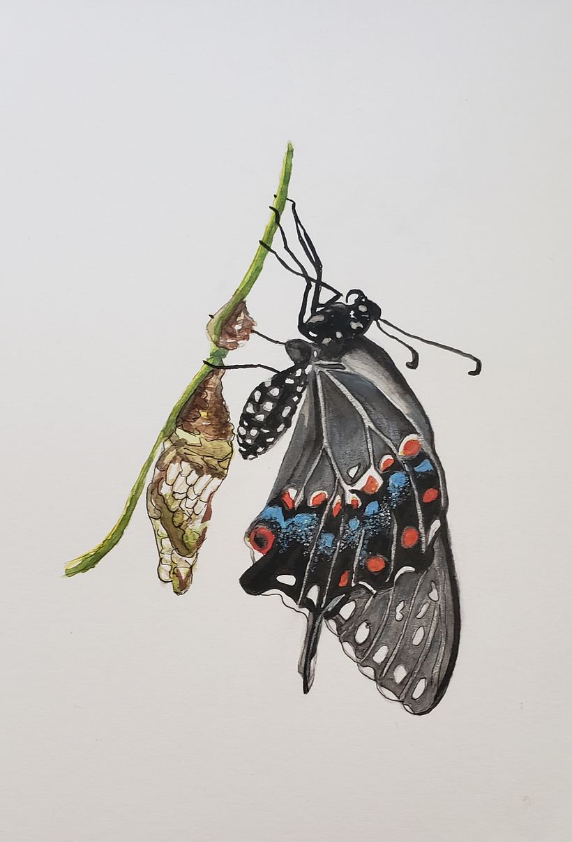 Swallowtail