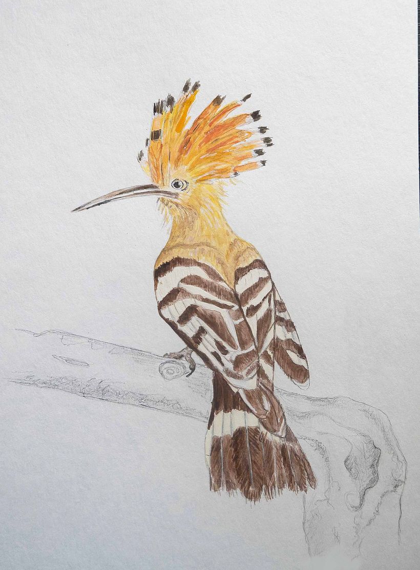 My project in Naturalist Bird Illustration with Watercolors course is Upupa epops  0
