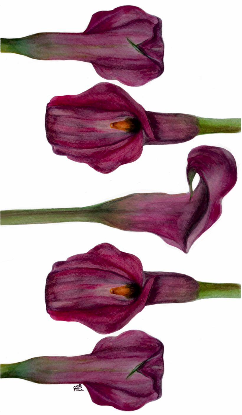 My project in Botanical Illustration with Watercolors course 1