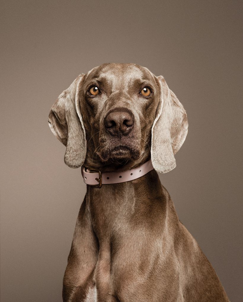 Native Hounds 1