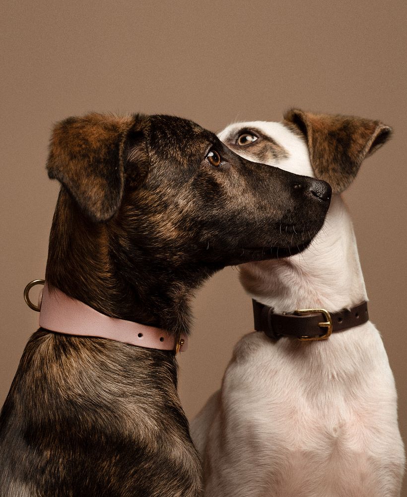 Native Hounds 12