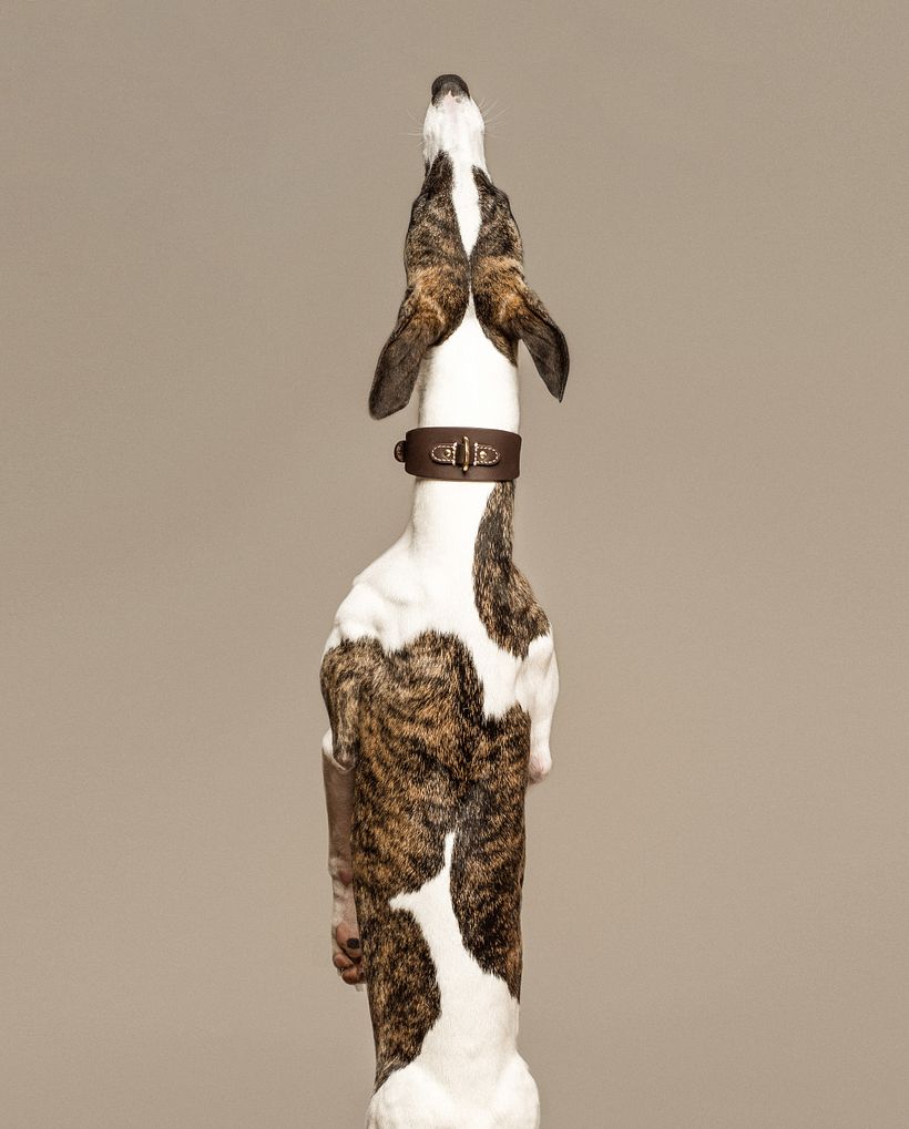 Native Hounds 11