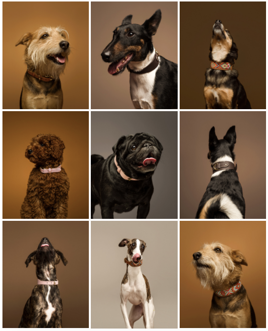 Native Hounds 13