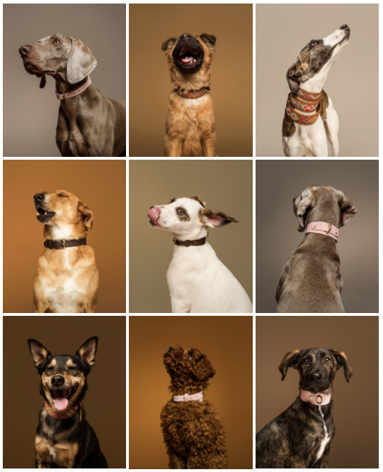 Native Hounds 14