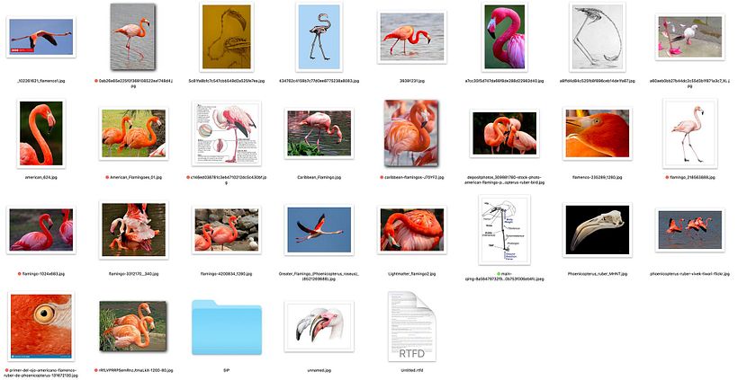 Mi Proyecto del curso: Ilustración naturalista de aves con acuarela 0