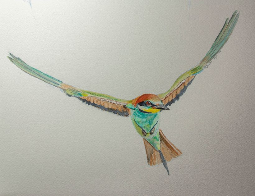 Mi Proyecto del curso: Ilustración naturalista de aves con acuarela:  Abejaruco común 1